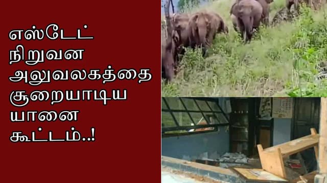 Cbe elephant attack estate