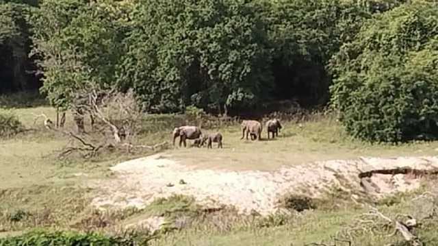 Anaimalai