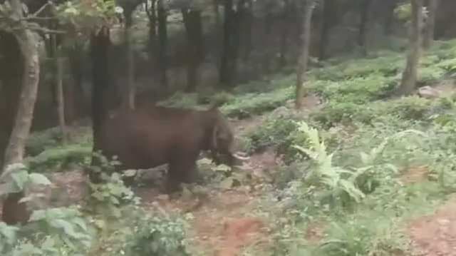 Nilgiris