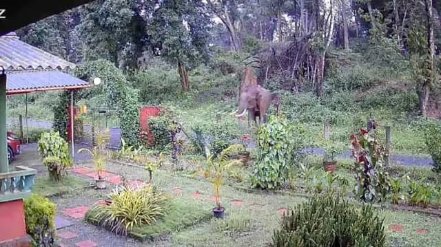 NIL Elephant