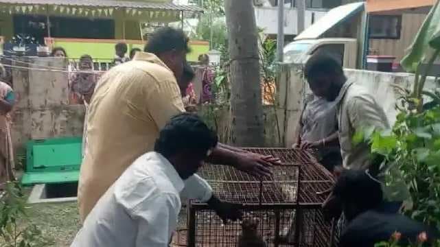 Pattukkottai