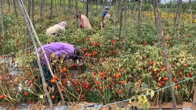Tomato rate down