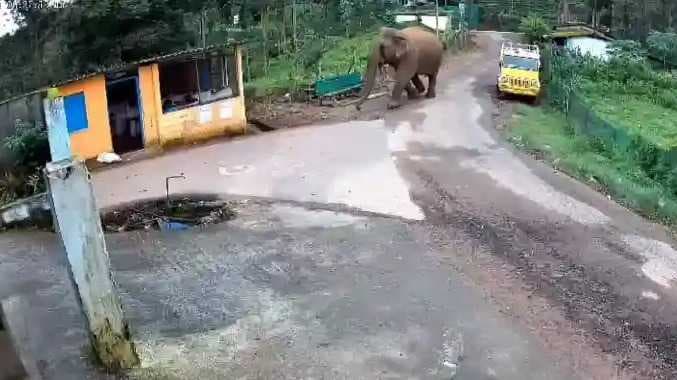 NGL Elephant news