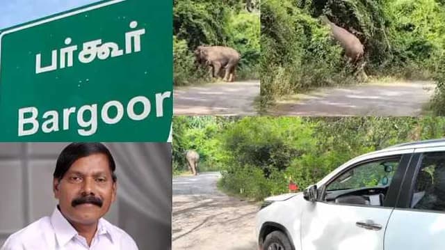 elephant