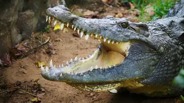 USA Alligator