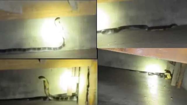 snake
