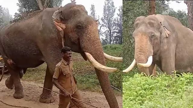 elephant Rk