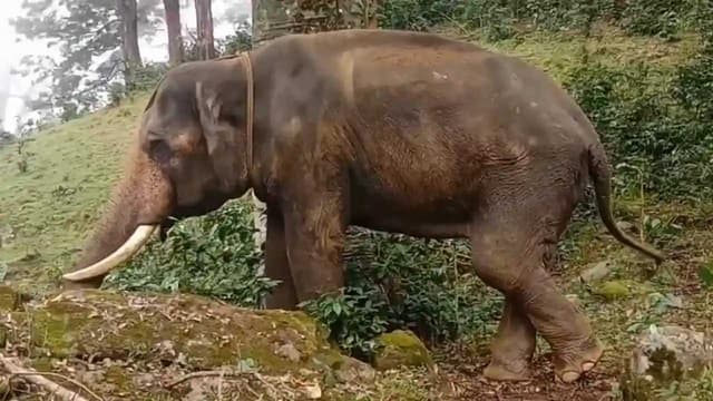 Elephant find