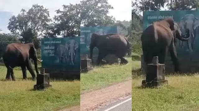 elephant love