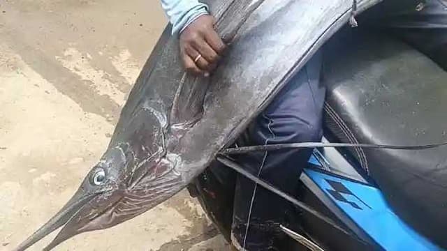 Peacock cola fish
