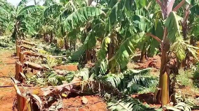 THN Banana tree damaged