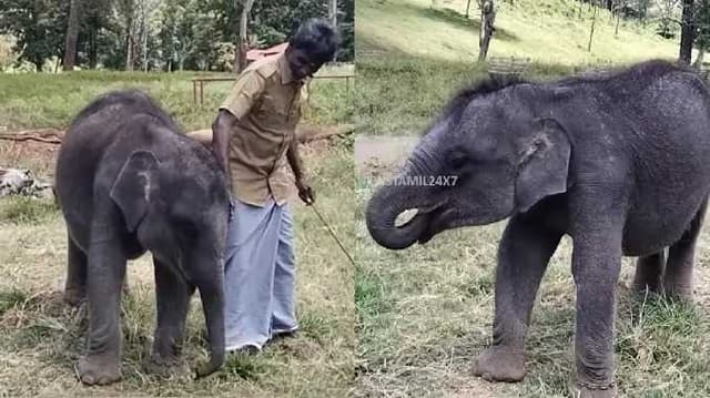 baby elephant