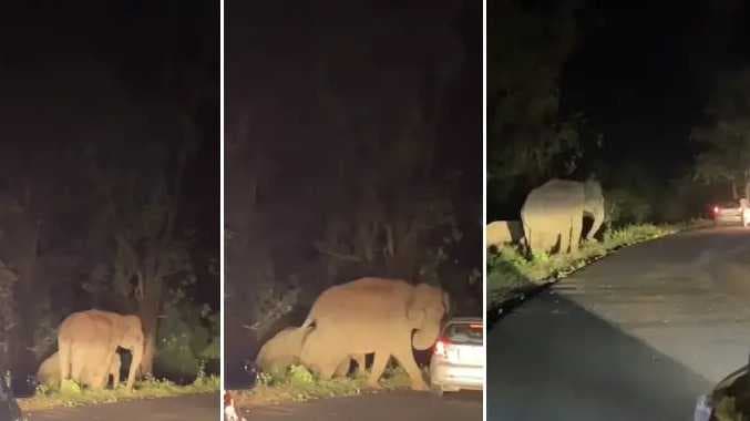 Elephant disturb