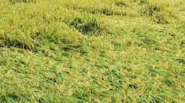 theni