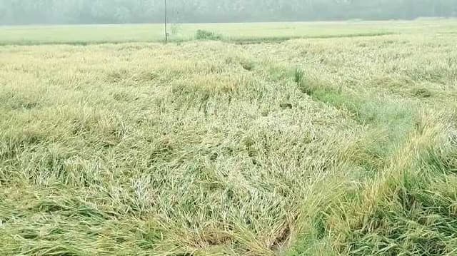THN Heavy rain paddy field damaged