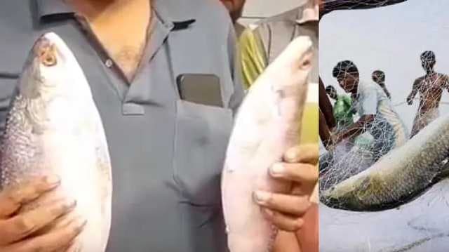 Hilsa fish