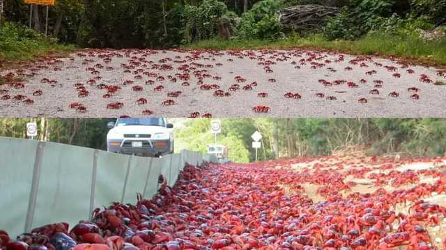 red crabs