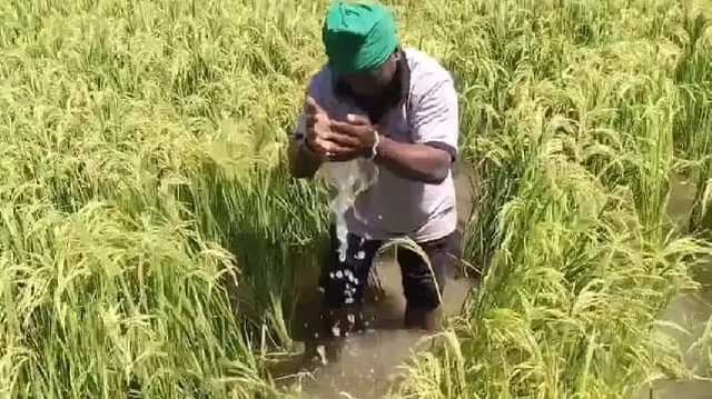 paddy damage