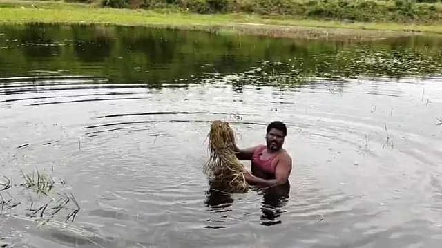 Vellore paddy issue