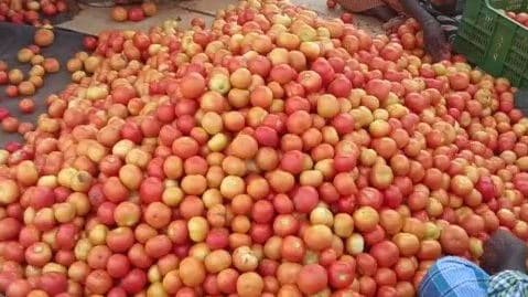 தக்காளி