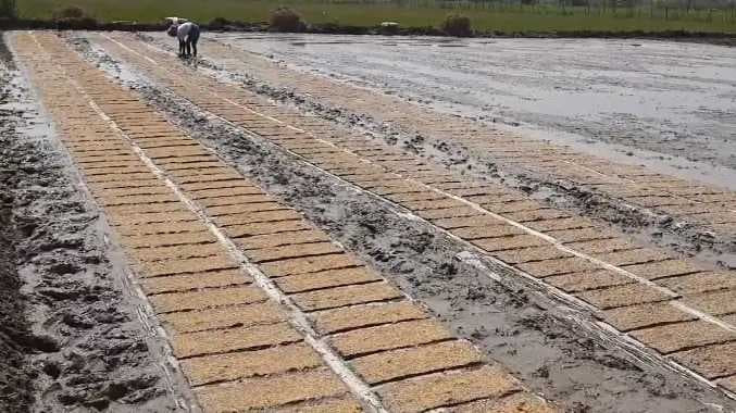 MYD paddy news