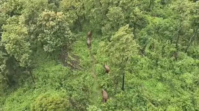 Nilgiris