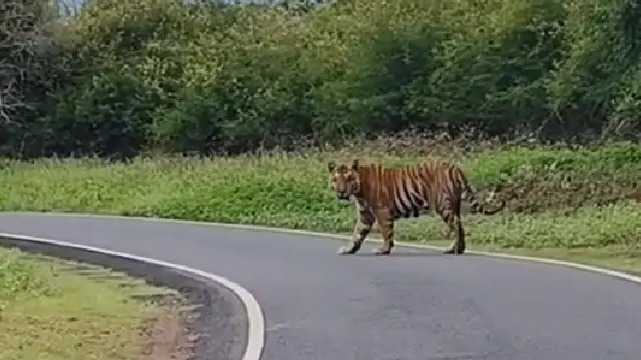 Nilgiris