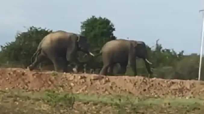 Elephants