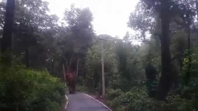 NLG Elephant issue
