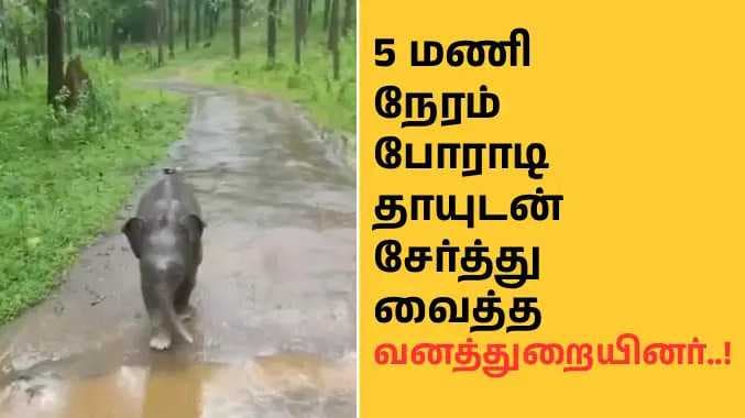Elephant kerala