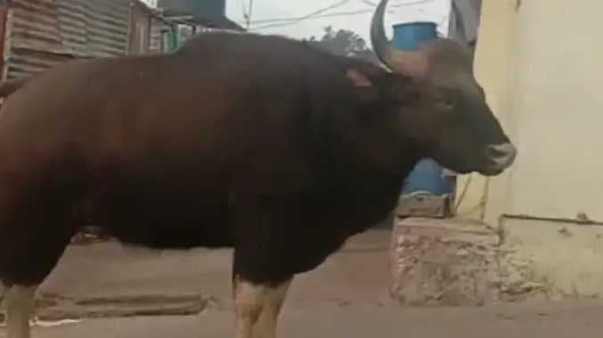 DGL Kodaikaanal katerumai