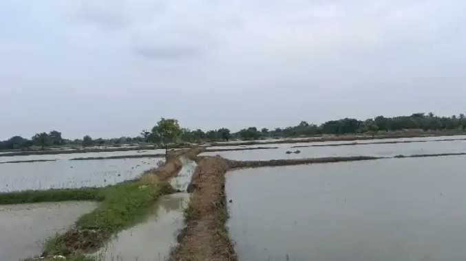 TNJ Paddy damaged