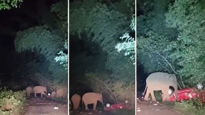 Elephant damaged cars