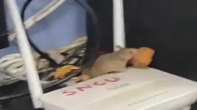 Madya pradesh rat