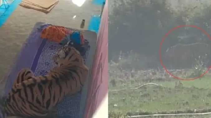 UP Tiger