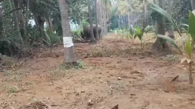 TKI Elephant