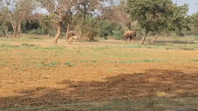 Vandaloor zoo