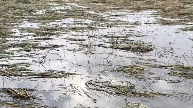 TVL Katur paddy damaged