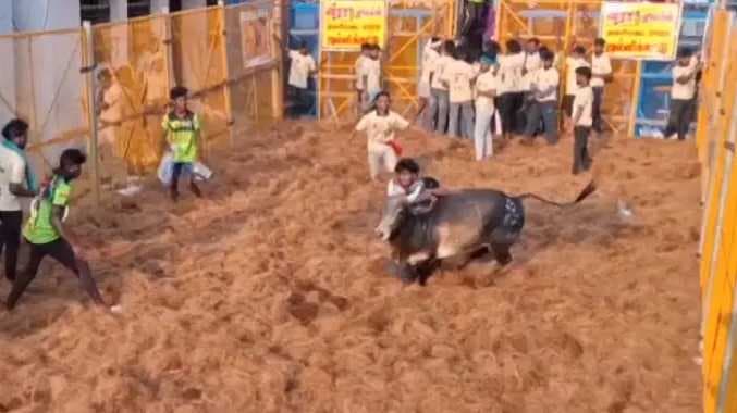 DGL Jallikattu