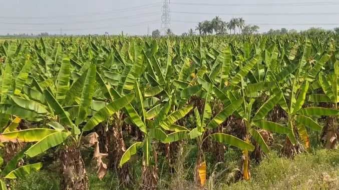 Banan leaf price