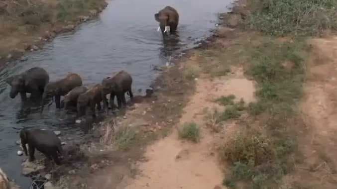 ERD Elephant