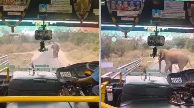 திருப்பூர் உடுமலைப்பேட்டை யானை