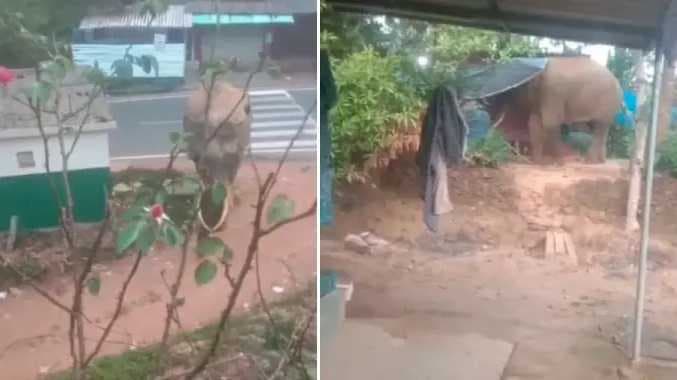 நீலகிரி யானை