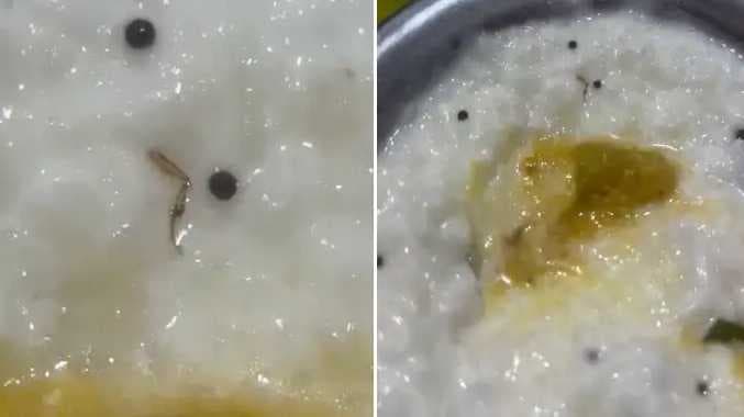 கரப்பான் பூச்சியின் கால்