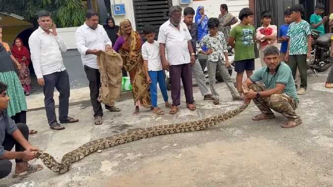 விழுங்க முயன்ற மலைப்பாம்பு