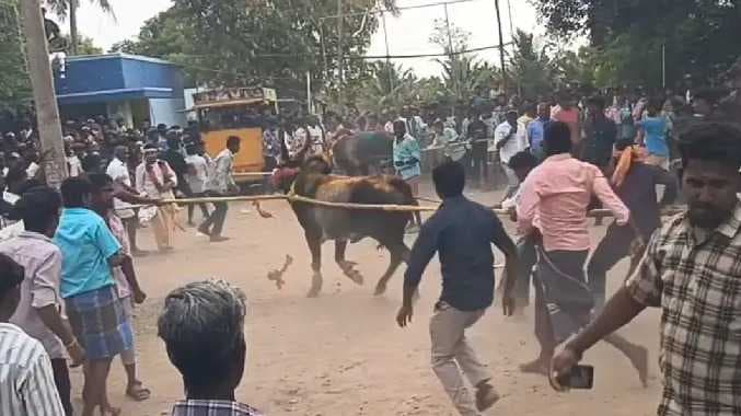எருது விடும் விழா விமரிசை