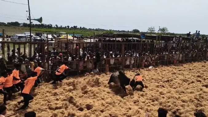 மஞ்சுவிரட்டு போட்டி