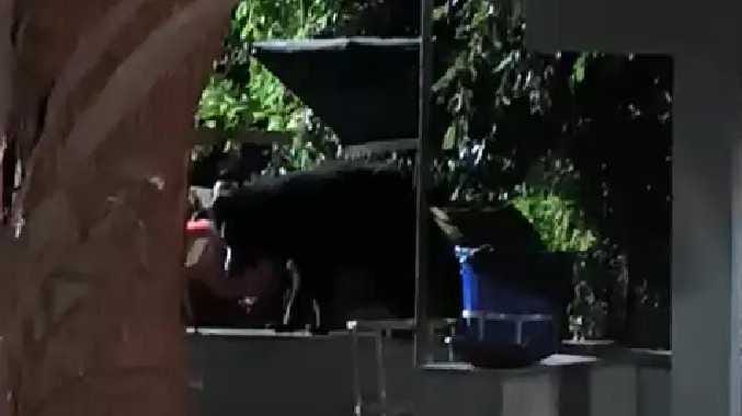 கரடி நடமாட்டம்